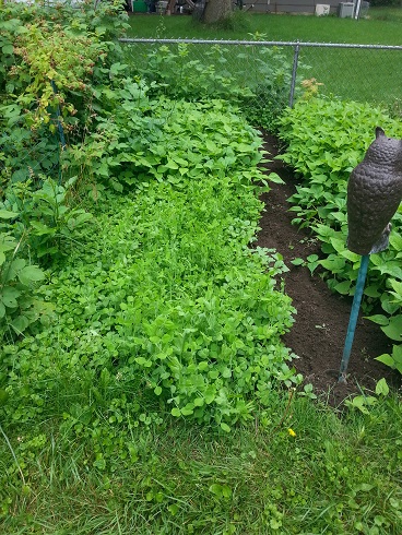 Snap Peas and Italian Beans - Mulching Day